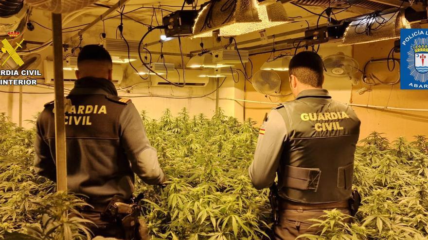 Desmantelan en Abarán un grupo delictivo dedicado al cultivo ilícito de marihuana y detienen a sus 4 integrantes