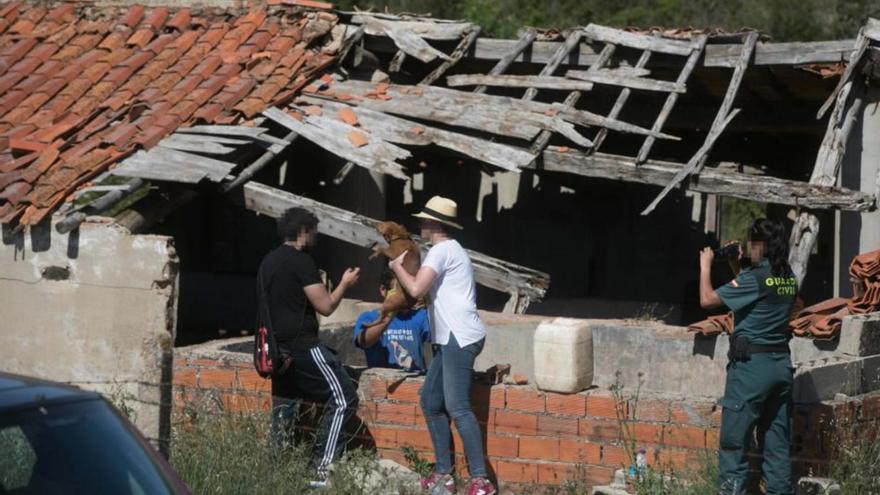 Maltrato animal en Zamora: le prohíben tener animales y lo detienen con más de 40 en una finca en Valdeperdices