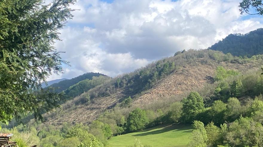 Los ecologistas piden paralizar &quot;la tala de miles de castaños&quot; en este parque natural asturiano, que es Reserva de la Biosfera