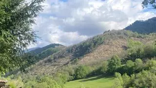Los ecologistas piden paralizar "la tala de miles de castaños" en este parque natural asturiano, que es Reserva de la Biosfera