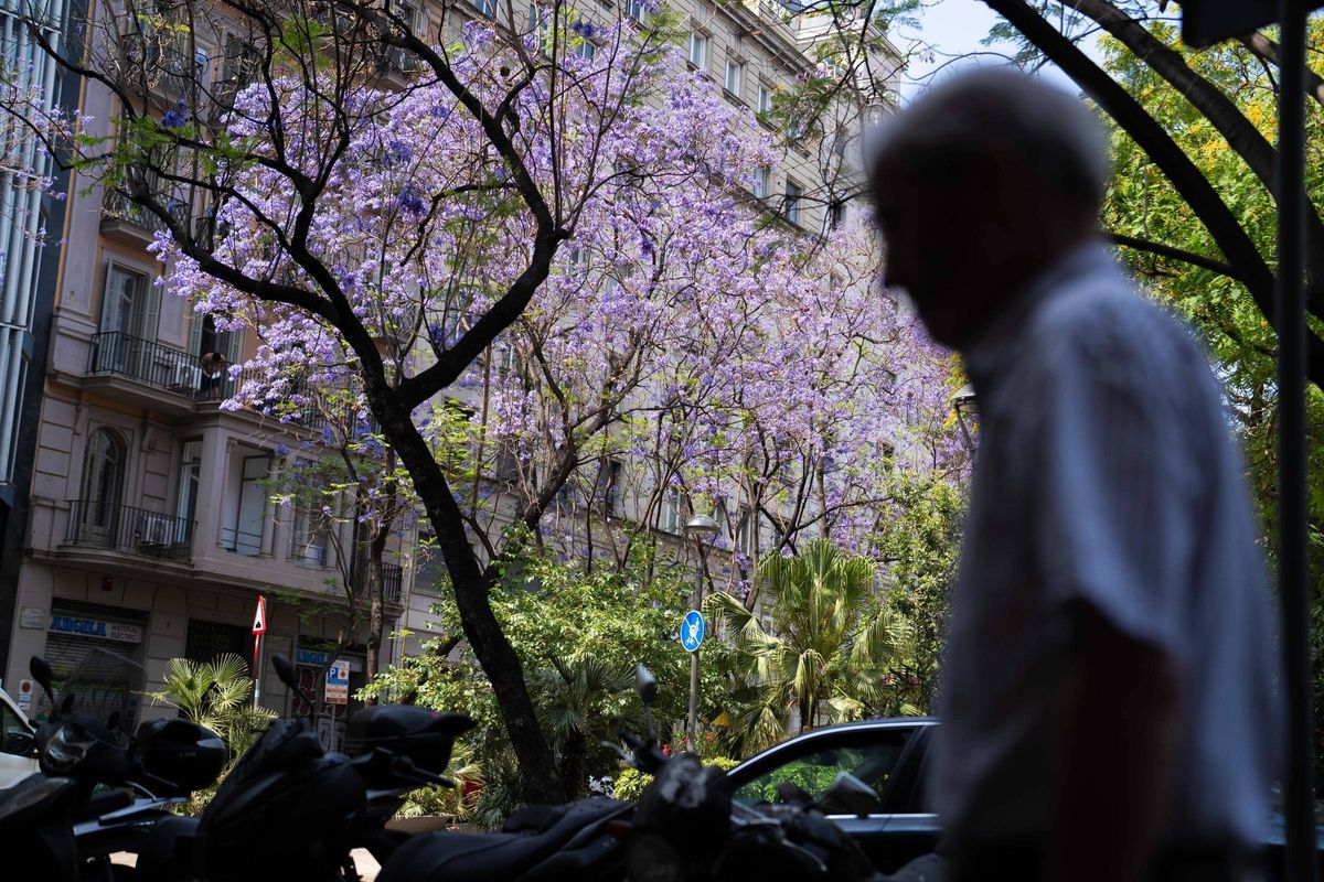 Las jacarandas tiñen de lila Barcelona