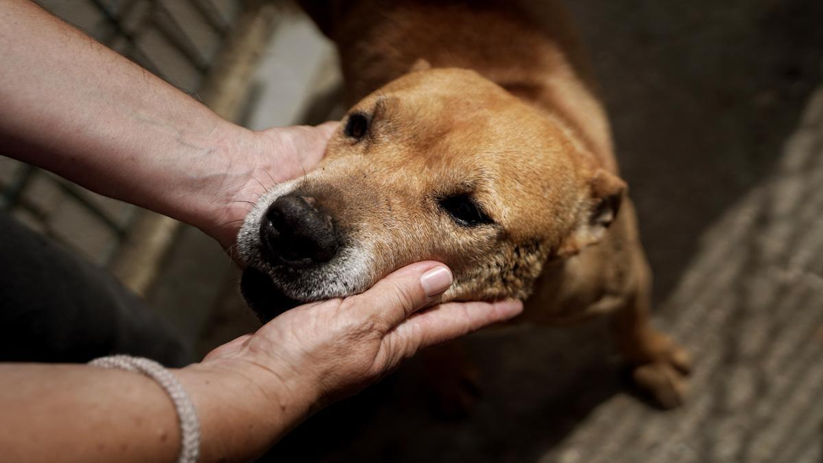 Un perro en el Centro de Protección Animal de Getafe.