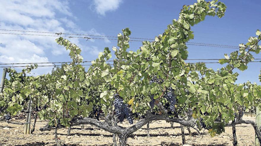 Una viña de cabernet sauvignon que en breve será vendimiada.