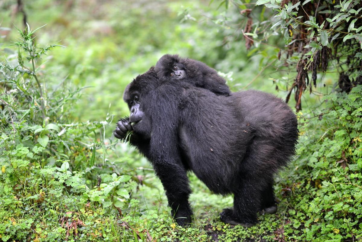 Una gorila hembra con su cría comiendo hojas en el Parque Natural de los Volcanes en Ruanda.