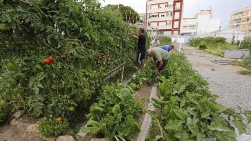 La agricultura ecológica florece en Santa Pola