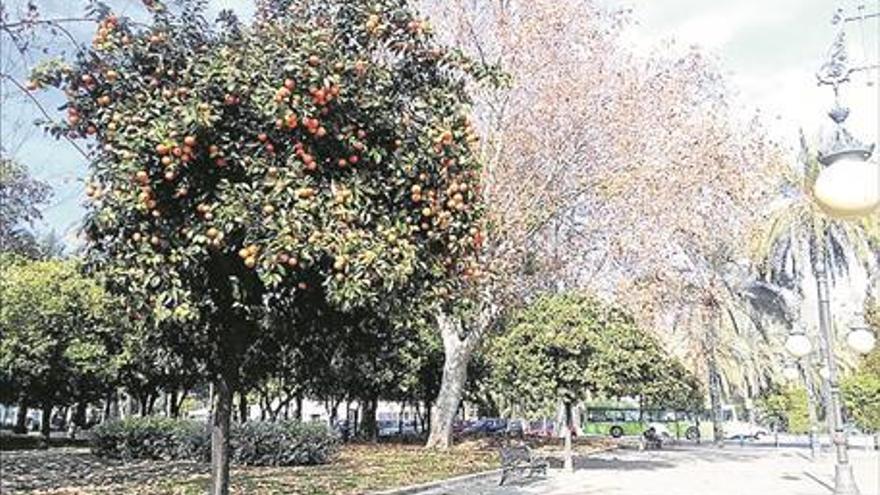 El Ayuntamiento plantará 210 árboles en Levante