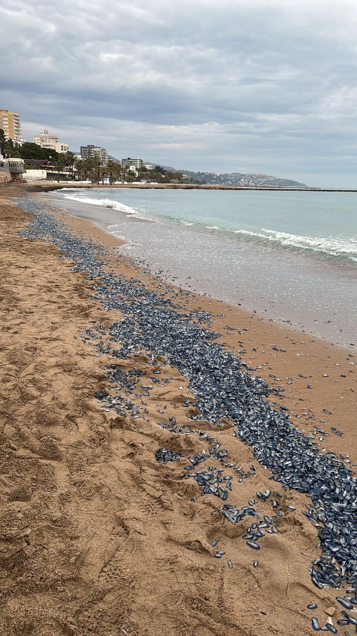 Imagen de la playa del Eurosol con las medusas varadas.