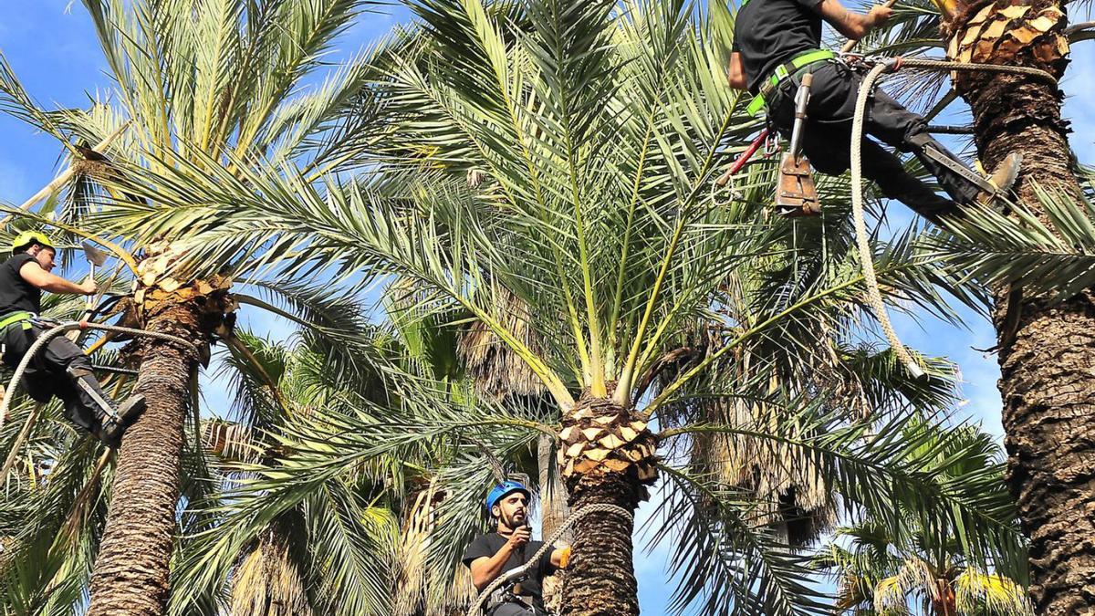 Tres años de avances y mejoras en Elche