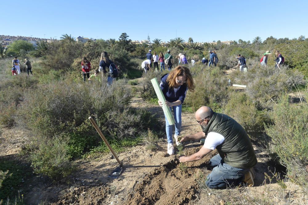 Reforestación en el Clot de Galvany, en imágenes