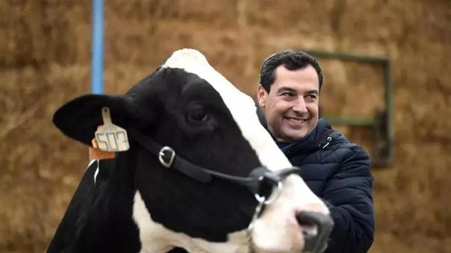 Juanma Moreno regresará a Córdoba en la recta final de campaña para buscar la mayoría absoluta y visitar la comarca de su vaca talismán