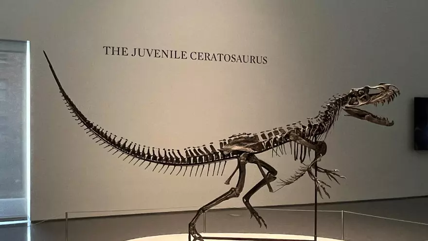 Sotheby's presenta en Nueva York la estrella de su nueva subasta, un 'dinosaurio bebé'