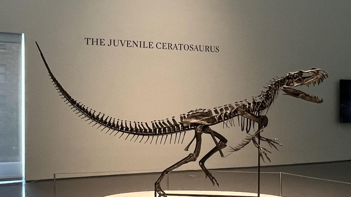 Sotheby's presenta en Nueva York la estrella de su nueva subasta, un ´dinosaurio bebé´