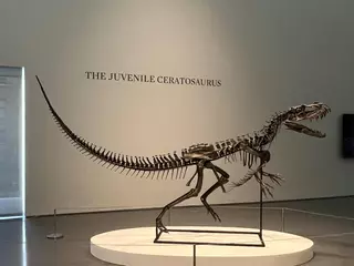 Sotheby's presenta en Nueva York la estrella de su nueva subasta, un 'dinosaurio bebé'