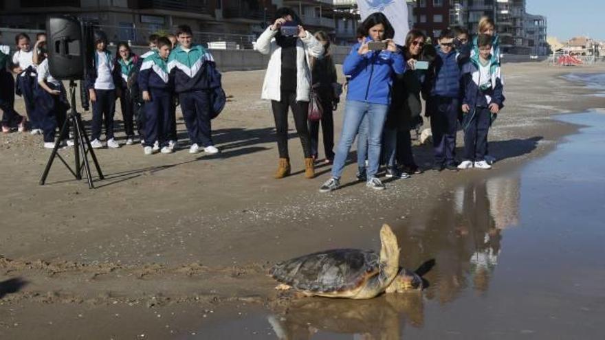 El alumnado de Sueca acudió a la puesta en libertad de la tortuga boba tras su proceso de recuperación.