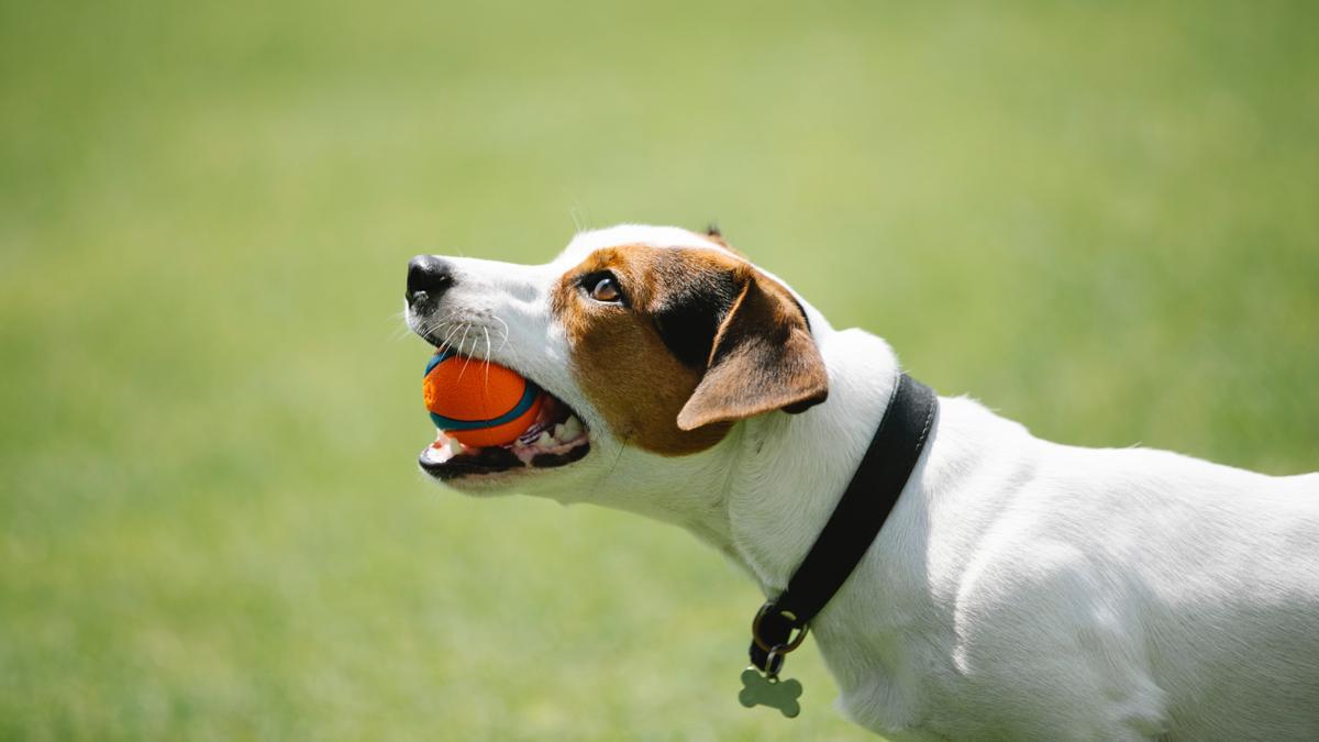 perro con collar