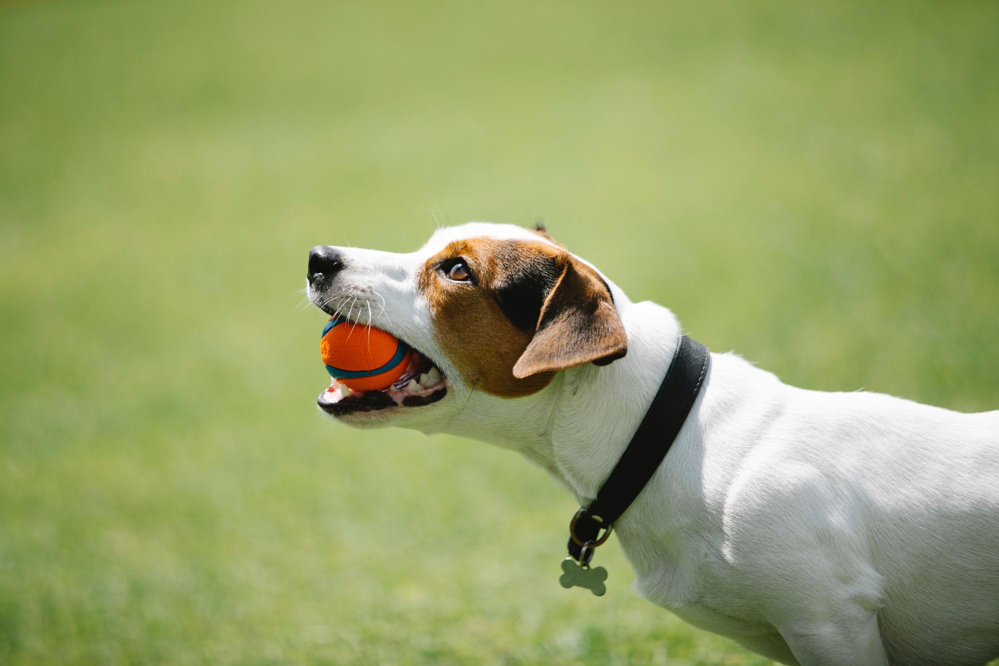 pueden los cachorros jugar demasiado duro