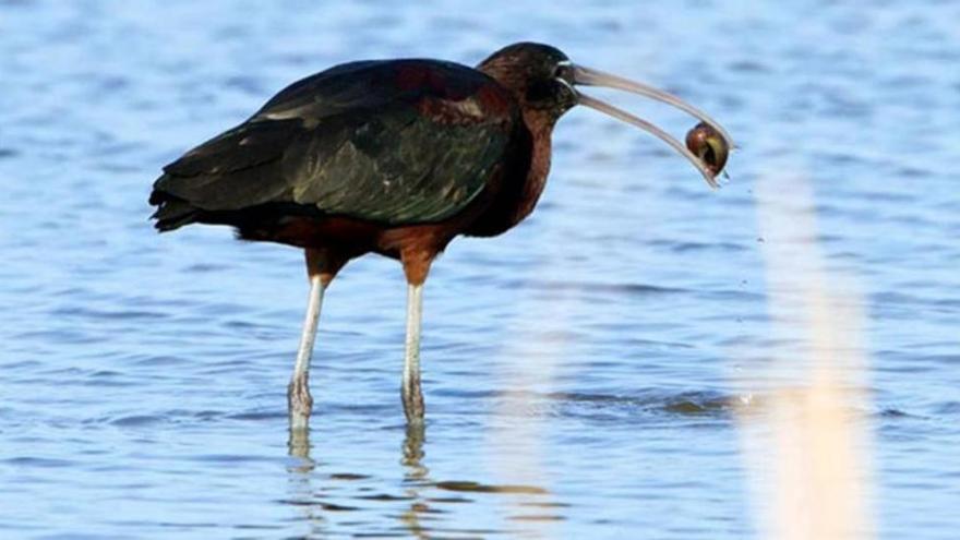 El delta del Ebro, entre las áreas más amenazadas para la conservación de aves