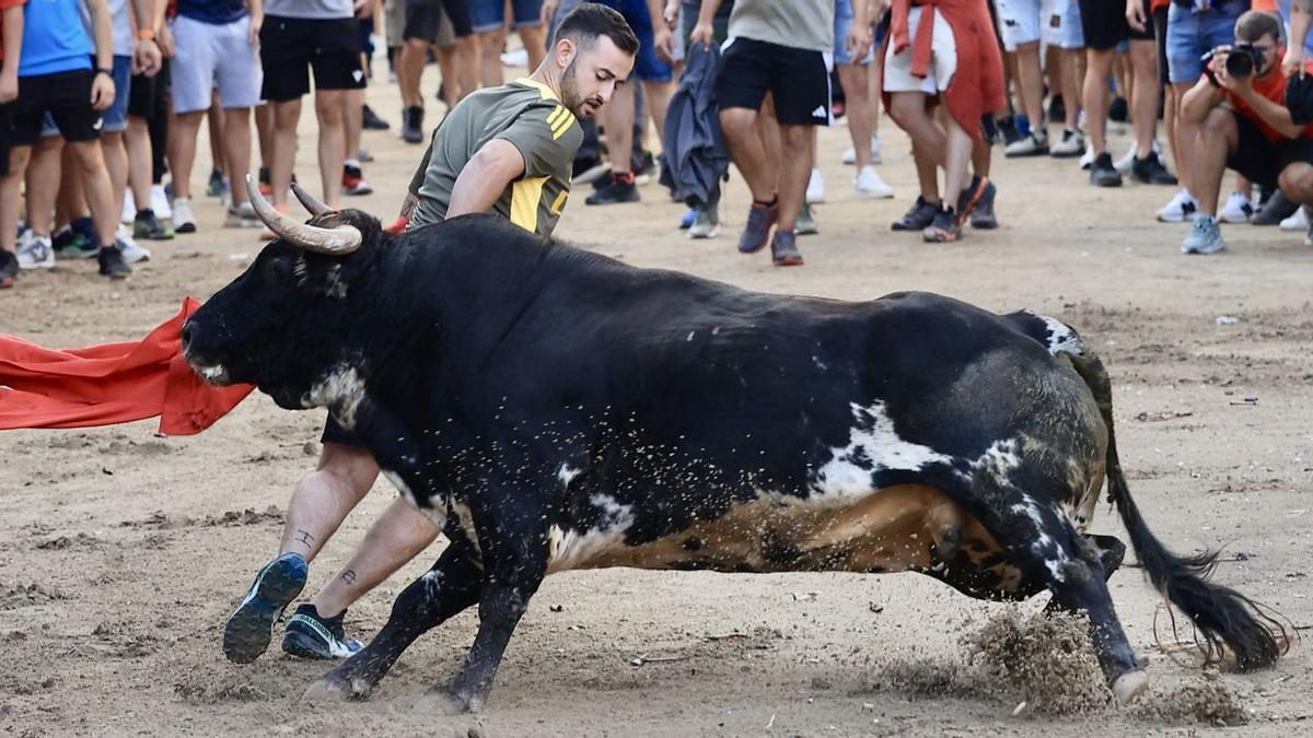 Uno de los toros a valorar en la primera gala taurina de Vila-real es el exhibido en las fiestas de la Mare de Déu de Gràcia, de la ganadería de Sergio Centelles.