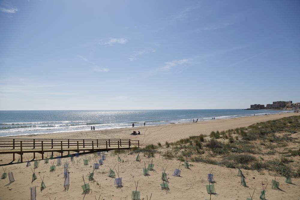 El Ayuntamiento de Torrevieja aprueba integrar casi 5 hectáreas de dunas y playa en el parque municipal del Molino del Agua
