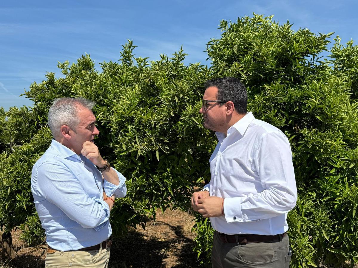 El portavoz vila-realense del PP, Adrián Casabó, conversa con el conseller de Agricultura, Miguel Barrachina, a los pies de un campo de naranjos.
