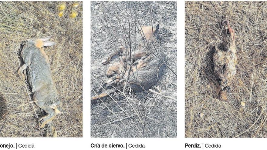 Animales muertos y quemados tras el incendio originado en Lober de Aliste, Zamora.