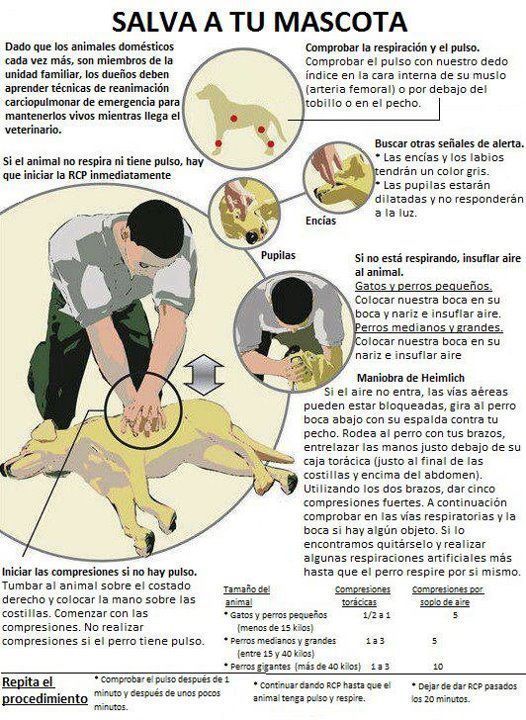 Sabes cómo actuar para salvarle la vida a tu perro? - El Día