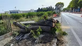 La tala de árboles en la CV-91 a su paso por Orihuela siembra la polémica