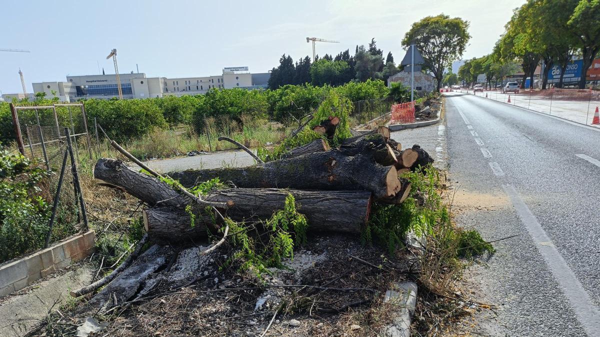 Tala de árboles en la CV-91 a su paso por Orihuela