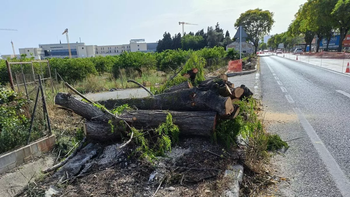 La tala de árboles en la CV-91 a su paso por Orihuela siembra la polémica