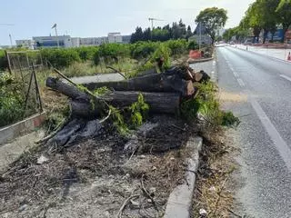 Tala de árboles en la CV-91 a su paso por Orihuela