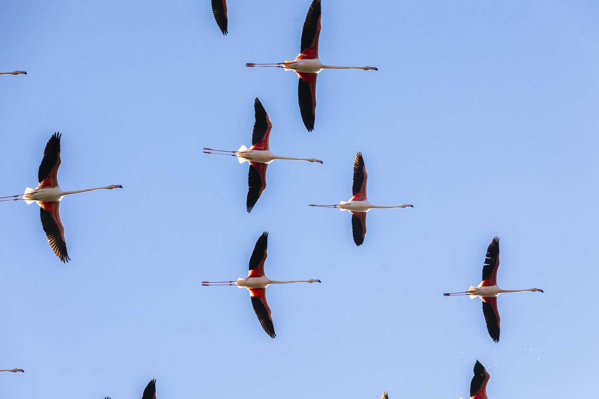 Los flamencos toman l'Albufera y preocupan a los arroceros