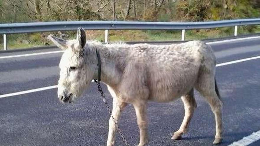 El animal, en medio del vial, con la cadena aún al cuello.