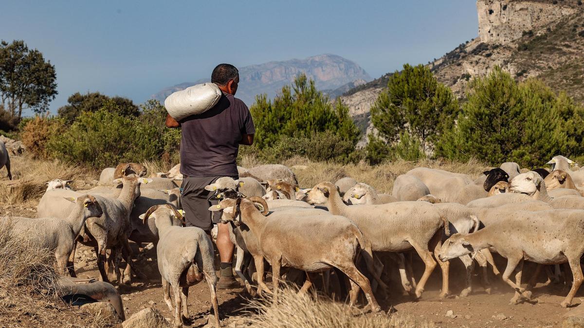 Un rebaño de cabras y ovejas junto a su pastor por los parajes que rodean el municipio de Tárbena, en la comarca de la Marina Baixa.