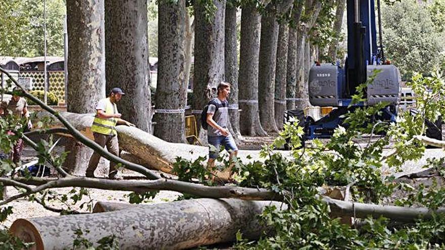 L&#039;últim arbre caigut a la Devesa, fa uns dies.