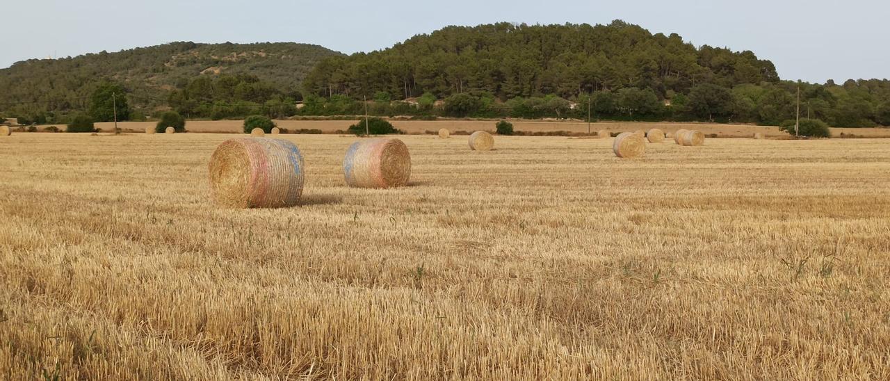 Costumari Popular | La vinya, pel juliol, no vol beure, sinó prendre el sol