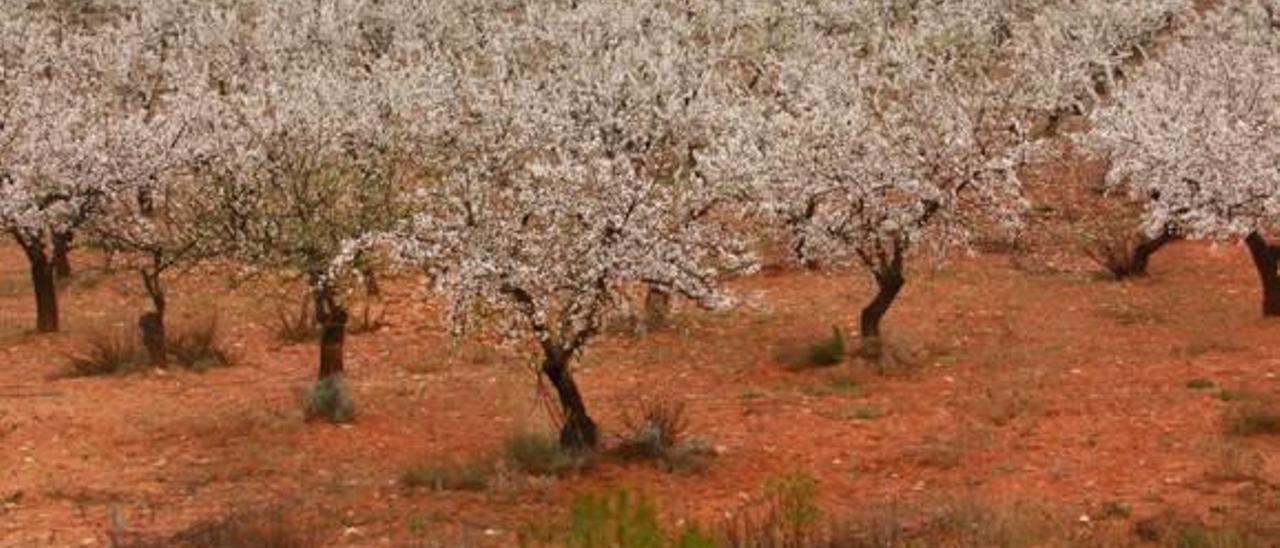 Agricultura autoriza el uso de un insecticida alcudiano contra la xylella en viña y almendro