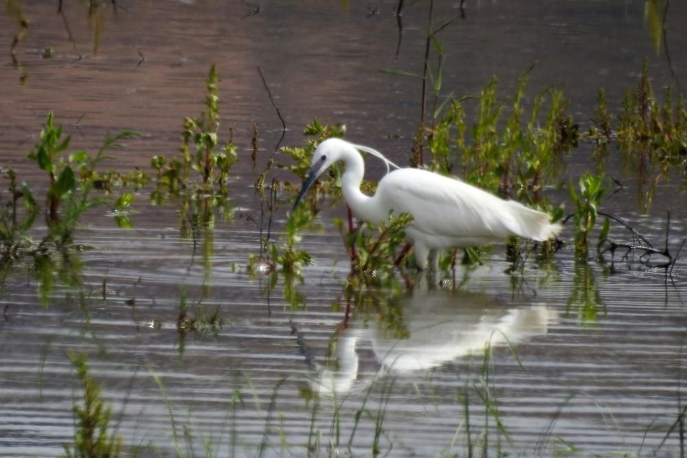 Flamencos y todo tipo de aves en la Laguna de Villena