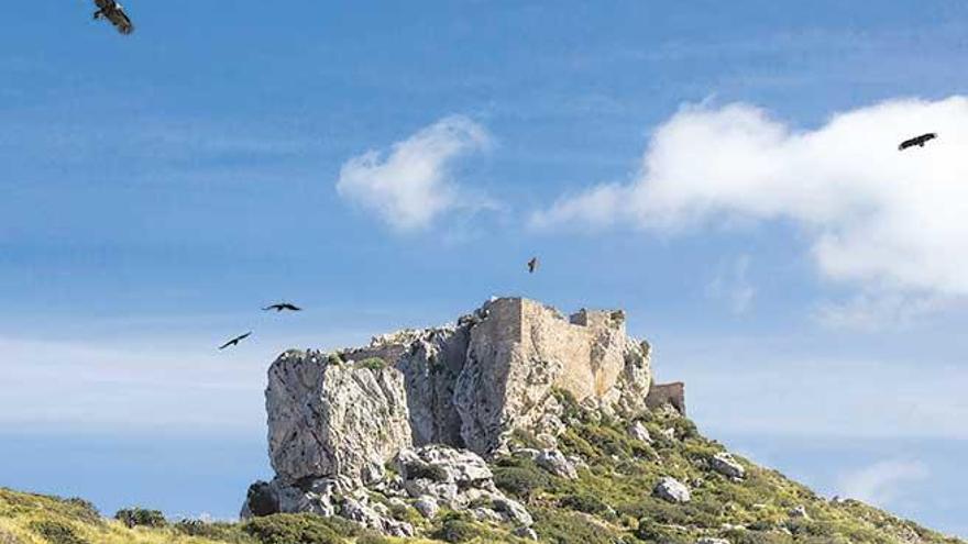 Varios buitres negros sobrevuelan la finca de Ternelles, con la silueta del Castell del Rei al fondo.