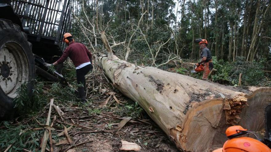 La demanda de madera acelera la ordenación de 68.000 hectáreas de monte en Galicia