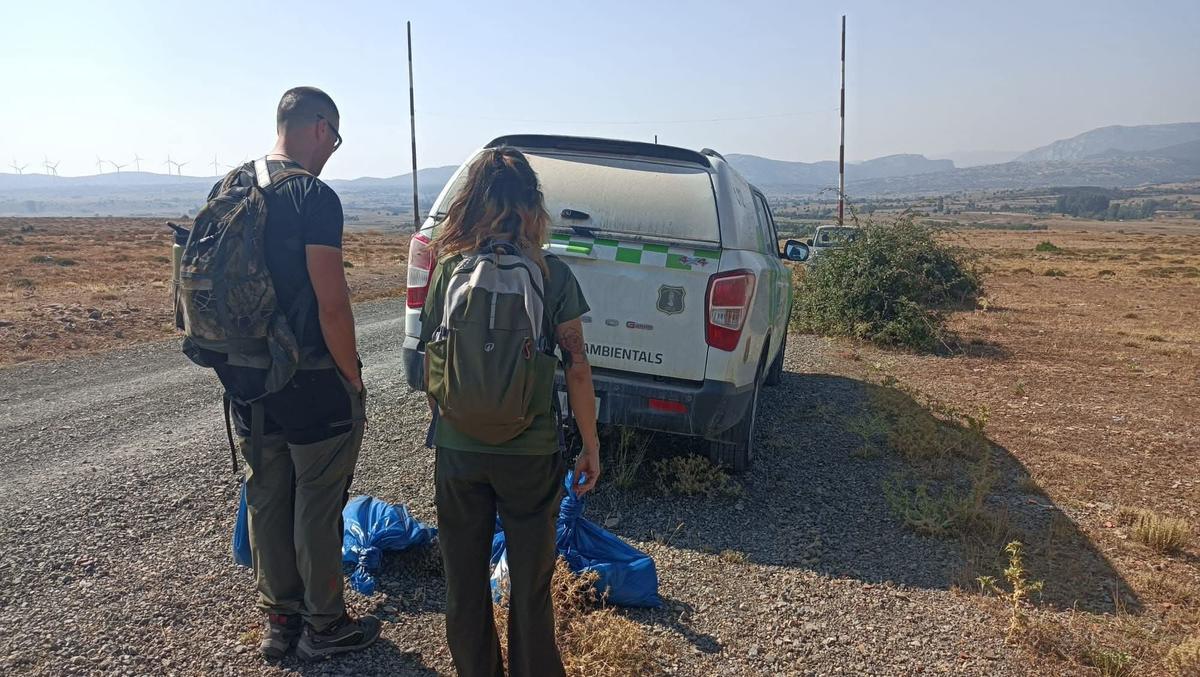 Agentes medioambientales durante la recogida de los cuerpos de nueve cigüeñas electrocutadas en El Toro.