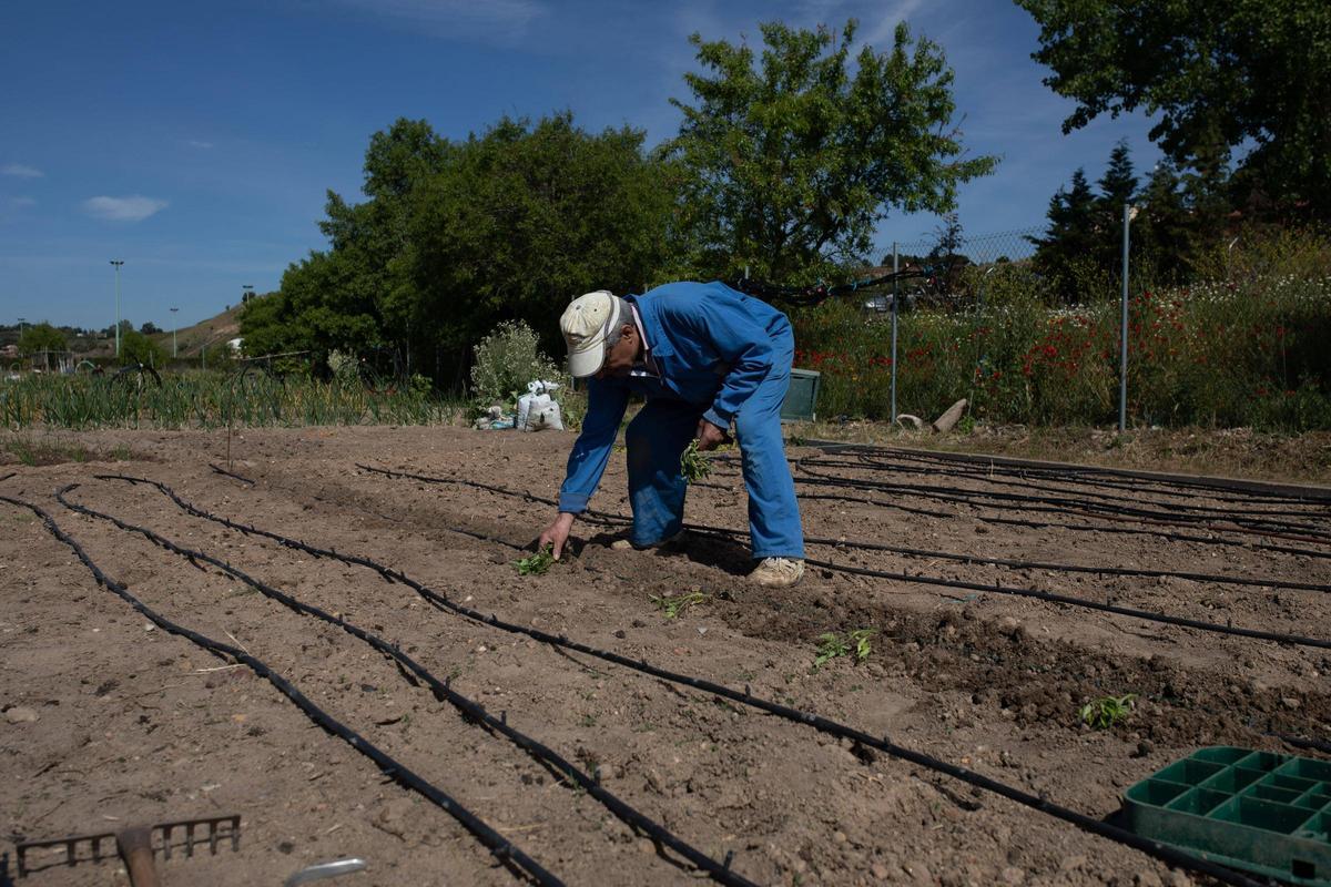 GALERÍA | Huertos municipales en Zamora: Creando comunidad entre tomates y cebollas