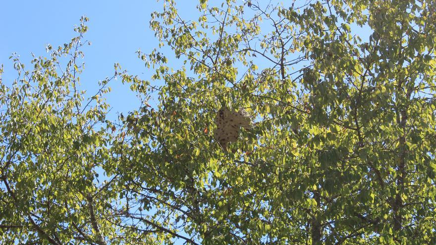 Localizado el primer nido de avispa asiática en este pueblo de Zamora
