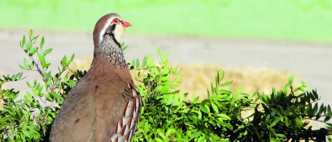 La perdiz es la protagonista de una feria consolidada en Montuïri y muy conocida en toda la isla.