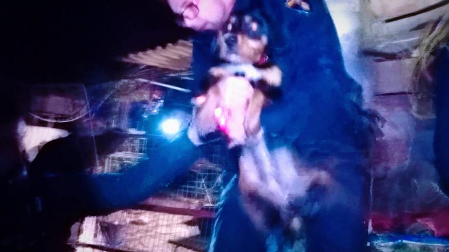 Los bomberos rescatan a una perra que cayó a un pozo de 22 metros en Inca