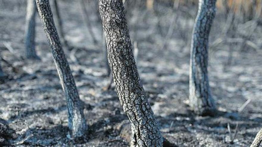 Un paraje arrasado por el fuego en Monterrei, este pasado verano.