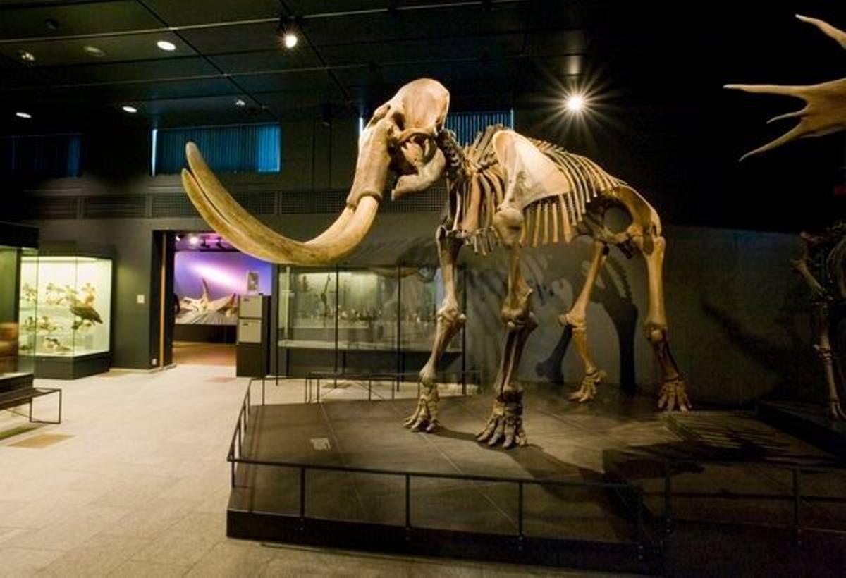 En el Instituto Antropológico de la Universidad de Zurich se pueden ver restos de un mamut