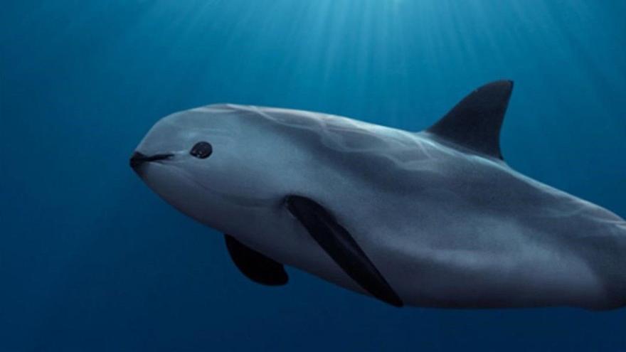 La vaquita marina no quiere extinguirse: siguen quedando entre 10 y 13 ejemplares, como en 2019