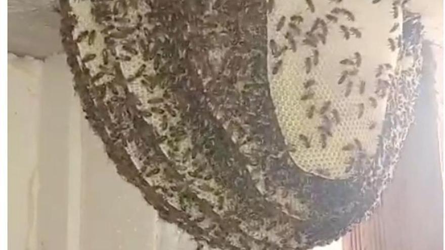 Enjambre de abejas encontrado en el interior de una vivienda deshabitada de la Vilavella.