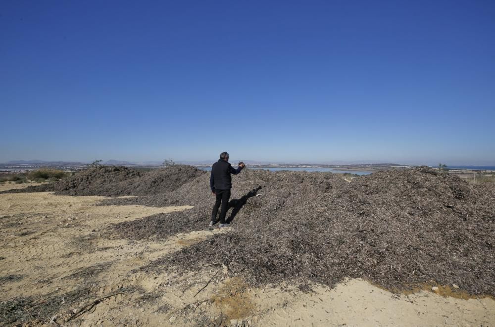 La explanada del parque del Mirador de la Casilla se ha convertido en un secadero de algas de la playa. La acumulación se realiza para facilitar el transporte posterior y rebajar el peso