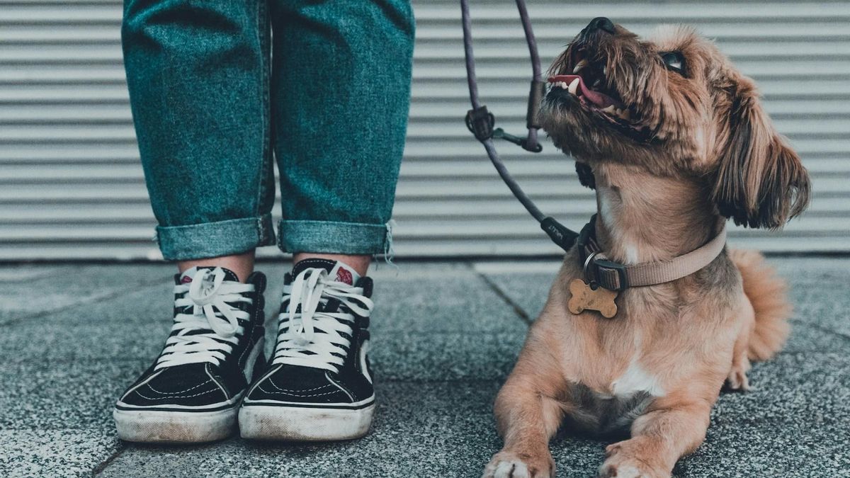 ¿Conoces bien a tu mascota? Tres tests para descubrirlo